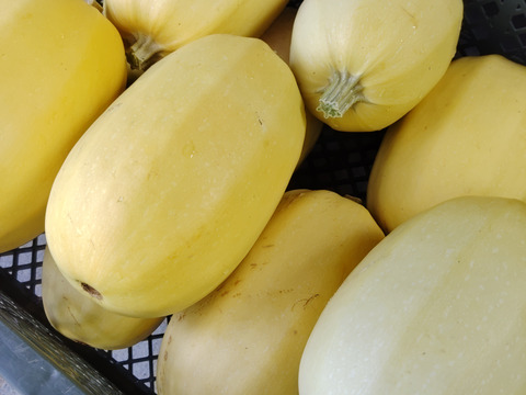 そうめんカボチャ　食べてみられぇ(^^♪