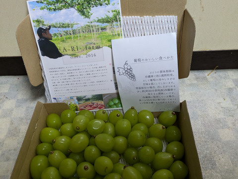 【冷蔵】人気殺到‼️2㎏ 粒バラ売り🍇✨種なしシャインマスカット★８月下旬〜順次発送！朝どれ生産量日本一の山梨県産★クール便