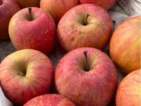 🍎秋の味覚🍎家庭用【完熟ふじりんご】5kg