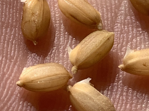 自然栽培【ヒノヒカリ】白米20kg(5kg×4) 令和5年度兵庫県産 農薬肥料不使用の自然栽培米