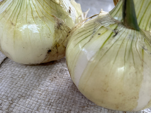 とれたて新玉ねぎ　5kg