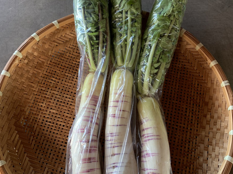 【緻密な肉質】会津赤筋大根 自然栽培 3本〜4本セット