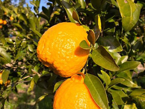 旬の有機栽培柑橘味比べセット3kg