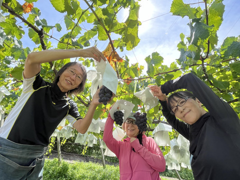【ご自宅用】巨峰1.2kg箱　THE・黒系の王道品種