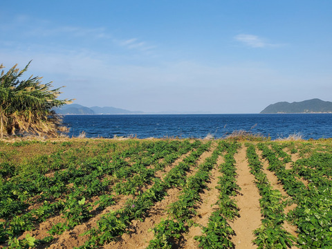 グラウンドペチカ｜ほくほく甘い 島育ちのじゃがいも 五島産 ２kg