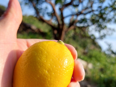 段々畑のレモン【希少な国産】 3.3kg（箱込）