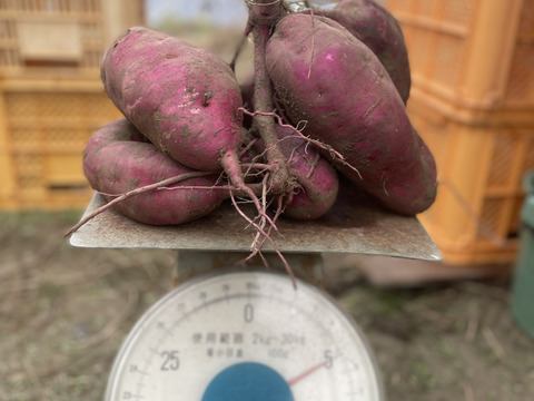 大人気の農薬不使用さつまいも(大小様々)一個一個丁寧に新聞紙で包んで熟成約7本！一本サービスいたします。
【3種類／５㎏】