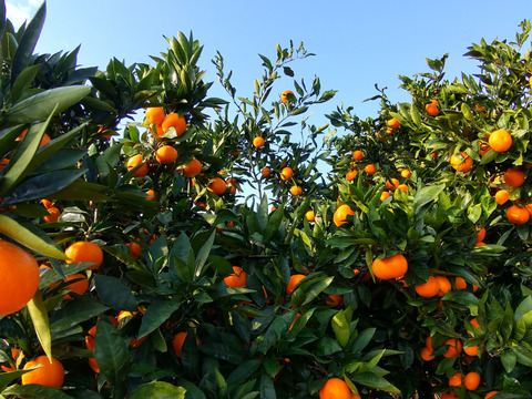 【濃い甘味】させぼ小玉みかん(ご家庭用・5kg)
