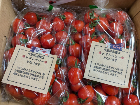 ハート型でかわいいミニトマト　完熟トマトベリー単品 1.5kg【千葉県旭市産】