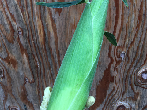 【朝採れ確約】甘さ＆はじけるジューシーさ！とうもろこし10本