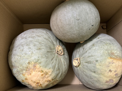 北海道産　農薬不使用【雪化粧】5キロ