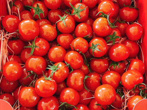 Ⓜ1.2kg《春だ！旬だ！プチぷよだ！》プチぷよ《春の陣》