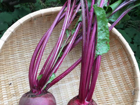 生でもおいしい旬のビーツ 1kg