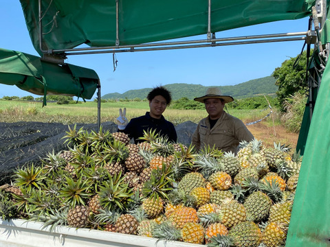 沖縄県石垣島産ハワイ種（島パイン）3kg