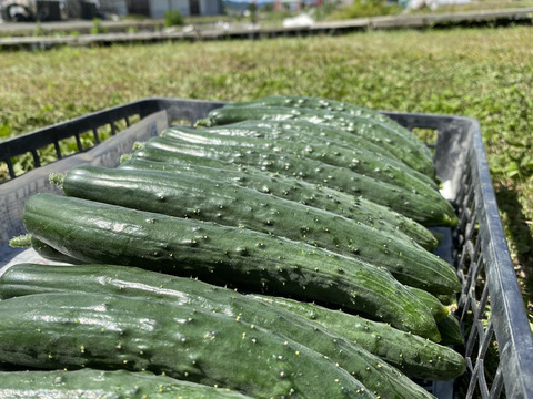 暑いので、クール便‼️採れたての胡瓜を味わってほしい‼️2キロ入‼️