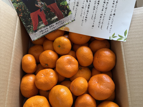【食べチョクで１番売れてるみかんです！】夕やけみかん（5㎏）（圧倒的人気のみかんです！）※1月10日以降発送