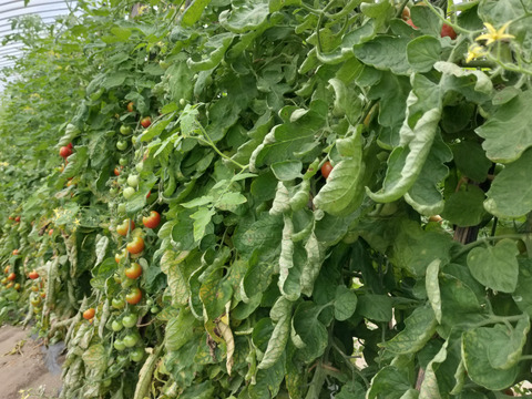 豊作御礼！　希少な固定種　ラウンドレッド ミニトマト(1.8kg)　農薬化学肥料不使用