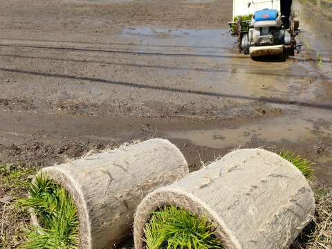 【令和7年新米】天日干し　コシヒカリ2kg