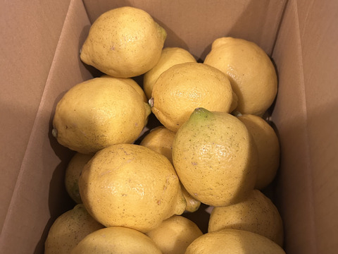 香り爽やか❗安心して使えるレモン栽培期間中農薬不使用2ｋｇ