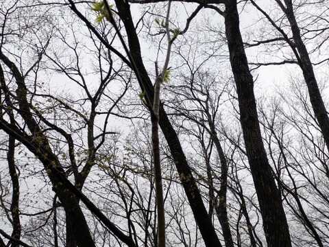 【予約開始】秋田県産天然コシアブラ150グラム