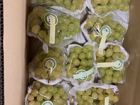 小粒の岡山シャマス4.0ｋｇ