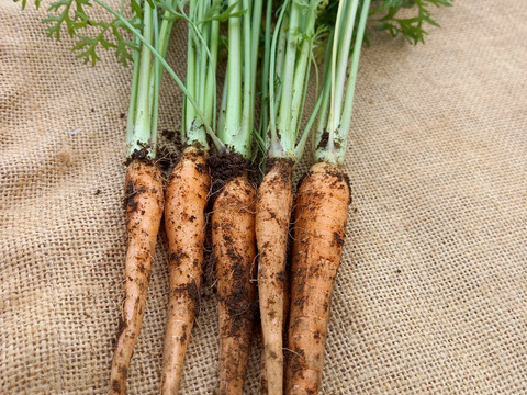 【ウサギさん専用】シャクシャク食感がクセになる"間引き人参"15本 from 名水の里　神奈川県秦野市