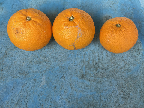 果汁たっぷり！紅八朔　9kg  家庭用