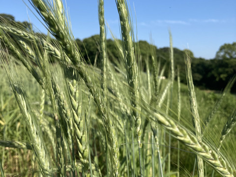 【天日干し】古代小麦！香り高く栄養価が高い スペルト小麦