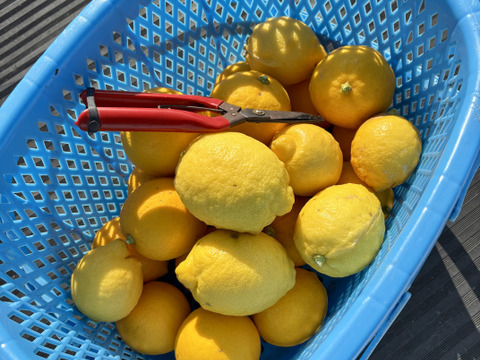 【数量限定・訳ありでお得】
マイヤーレモン／ビラフランカ／リスボン
3種おまかせレモンセット