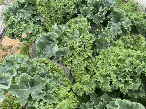 【京都丹波から直送】苦味が少なくて驚くほど食べやすい！『ケール』（カリーノケール）500ｇ