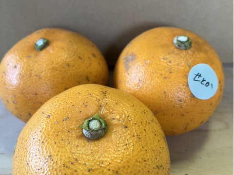 鹿児島県産「訳ありせとか」