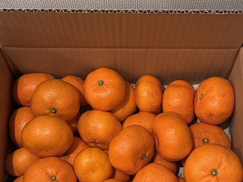 ひと味違う極味！青島（三ヶ日ひづる)みかん3.5㎏２L、L、Mサイズ混合