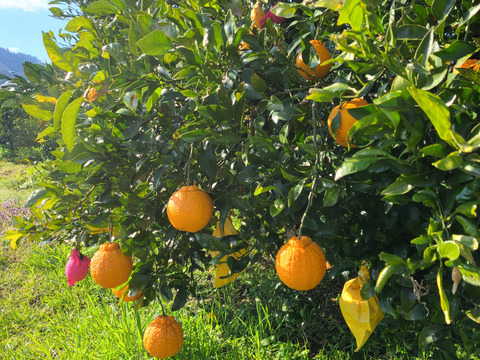 有機JAS認証　愛媛県産　有機　不知火　オーガニック　(家庭用)