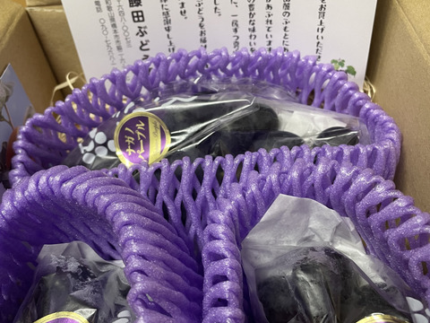 フルーツ大国和歌山よりお届け！
朝採れ！ナガノパープル　約1キロ　2〜3房