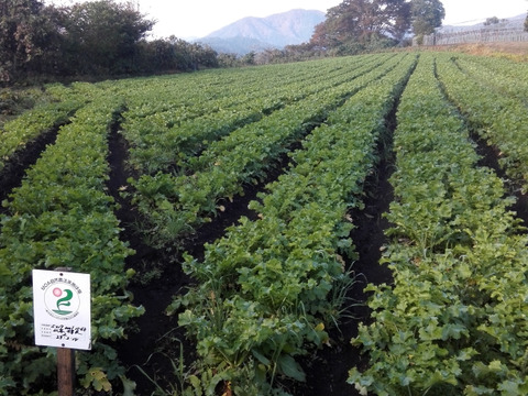 青森田子町産 自然農法栽培だいこん使用 切り干し大根 50g ３袋 青森県産 食べチョク 農家 漁師の産直ネット通販 旬の食材を生産者直送