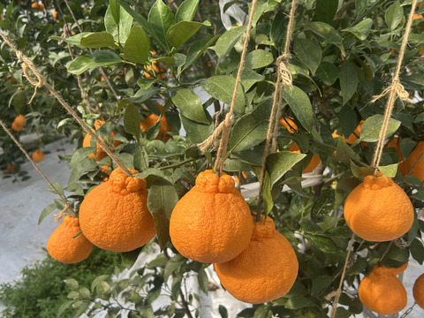 超完熟！超熟成！ハウス栽培不知火8〜12個