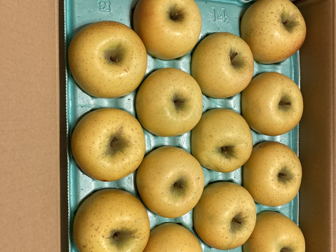 シナノゴールド💛家庭用約4.5Kg🍏青森県産　数量限定