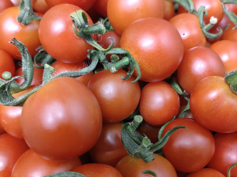 希少な固定種　ステラミニトマト(2kg)　農薬化学肥料不使用