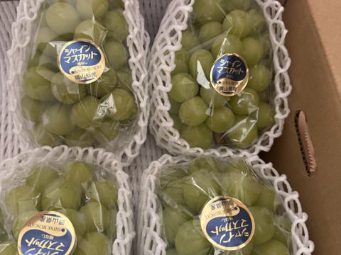 【残りわずか】岡山産シャインマスカット 5kg｜ファミリーで楽しめる皮ごと食べられる甘くてジューシーな大粒・種なしぶどう！
