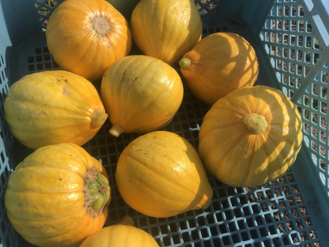 サラダカボチャ　コリンキー　3.6㎏前後/3個　農薬・化学肥料・除草剤不使用