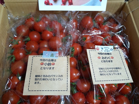 笑顔引き出す！みにとまとの食べ比べ 1.5kg