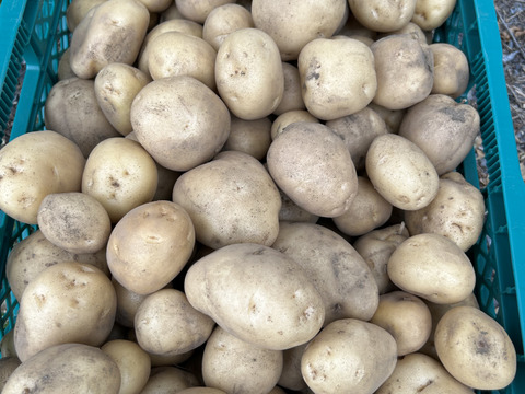 初収穫 寄居発 華麗じゃが芋 5kg しっとり品種