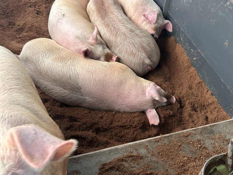 【福袋】ひまわり豚の詰め合わせセット　3種