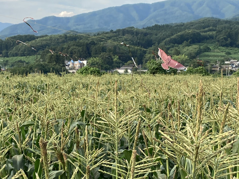 【夏ギフト】夏のお楽しみセット肉厚ネットメロンと生食OKフルーツとうもろこし《味来》または《恵ゴールド》