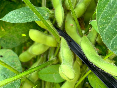 【自然栽培】　採れたて枝豆を発送　湯上り娘（さや）　１K　農薬・化学肥料不使用栽培　クール便