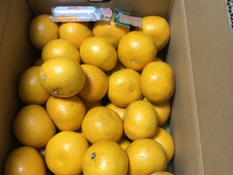 甘味x酸味+苦みスパイス=子供も喜ぶ大人の味！和歌山の八朔Mサイズ10kg