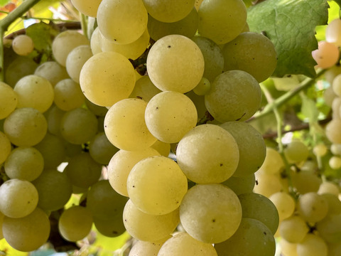 ホットぶどうジュース【ホッとキャンベル】1000ml×1本【ホッとナイアガラ】1000ml×1本