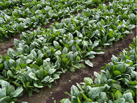 アクがなく、味が濃くて甘い！肉厚寒じめほうれん草【２３０ｇ×５袋】