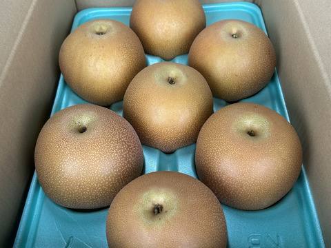 栃木県産 にっこり梨 5kg 5〜7玉入り