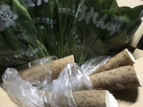 冬の健康セット 長芋とほうれん草 新潟県産の野菜 食べチョク 産地直送 産直 お取り寄せ通販 農家 漁師から旬の食材を直送
